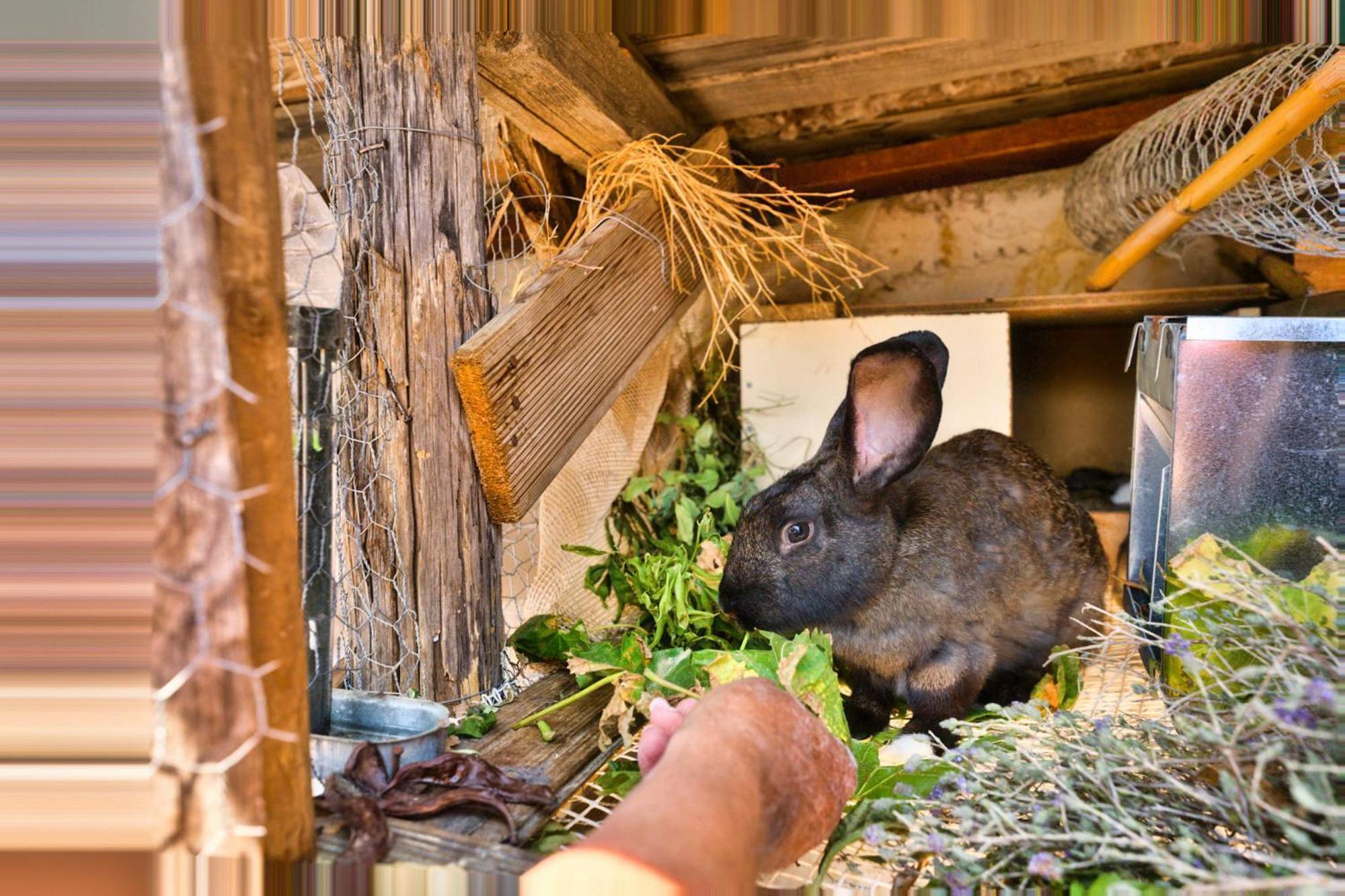Farm stay Akti Argo Palaiokastro (Crete)